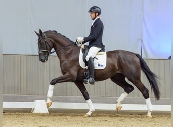 Westfale, Wallach, 3 Jahre, 167 cm, Rappe