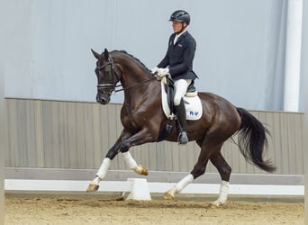 Westfale, Wallach, 3 Jahre, 167 cm, Rappe