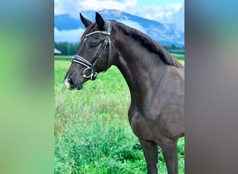 Westfale, Wallach, 3 Jahre, 167 cm, Rappe