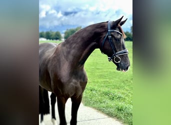 Westfale, Wallach, 3 Jahre, 167 cm, Rappe