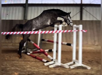 Westfale, Wallach, 3 Jahre, 167 cm, Schimmel