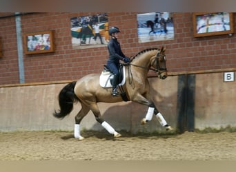 Westfale, Wallach, 3 Jahre, 168 cm, Brauner