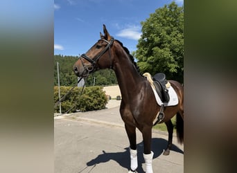 Westfale, Wallach, 3 Jahre, 168 cm, Dunkelbrauner