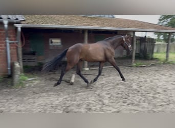 Westfale, Wallach, 3 Jahre, 168 cm, Dunkelbrauner