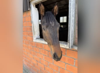 Westfale, Wallach, 3 Jahre, 168 cm, Dunkelbrauner