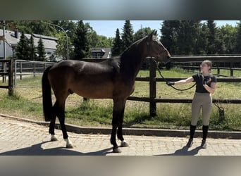 Westfale, Wallach, 3 Jahre, 168 cm, Dunkelbrauner