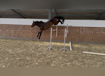 Westfale, Wallach, 3 Jahre, 168 cm, Dunkelbrauner