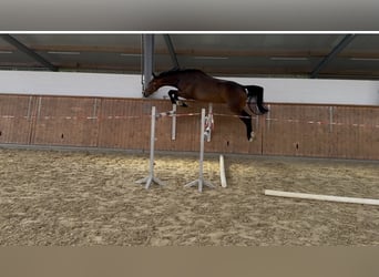 Westfale, Wallach, 3 Jahre, 168 cm, Dunkelbrauner