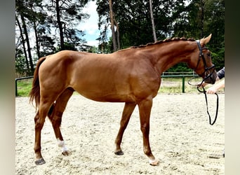 Westfale, Wallach, 3 Jahre, 168 cm, Fuchs