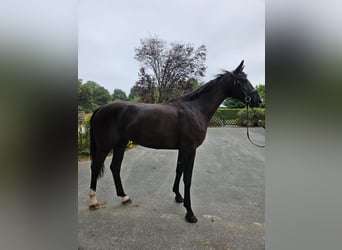 Westfale, Wallach, 3 Jahre, 168 cm, Rappe