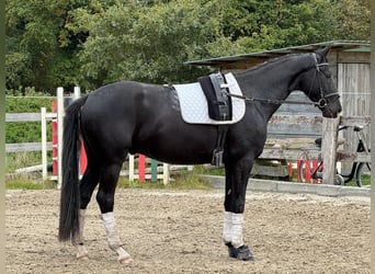 Westfale, Wallach, 3 Jahre, 168 cm, Rappe