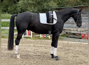 Westfale, Wallach, 3 Jahre, 168 cm, Rappe
