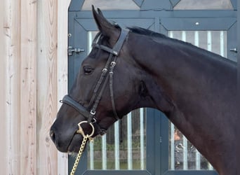Westfale, Wallach, 3 Jahre, 168 cm, Rappe