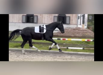 Westfale, Wallach, 3 Jahre, 168 cm, Rappe