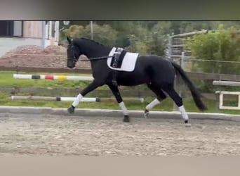 Westfale, Wallach, 3 Jahre, 168 cm, Rappe