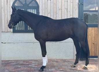 Westfale, Wallach, 3 Jahre, 168 cm, Rappe