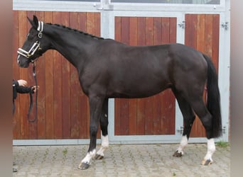 Westfale, Wallach, 3 Jahre, 168 cm, Rappe