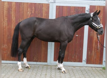 Westfale, Wallach, 3 Jahre, 168 cm, Rappe