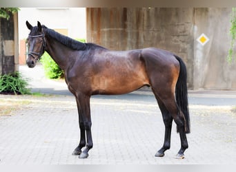 Westfale, Wallach, 3 Jahre, 168 cm, Schwarzbrauner