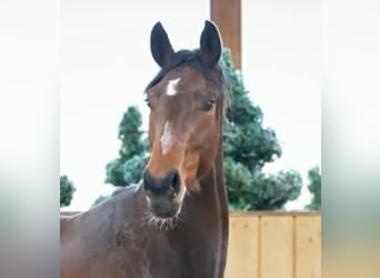 Westfale, Wallach, 3 Jahre, 169 cm, Brauner