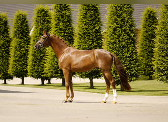 Westfale, Wallach, 3 Jahre, 169 cm, Dunkelfuchs