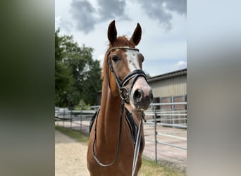 Westfale, Wallach, 3 Jahre, 169 cm, Fuchs