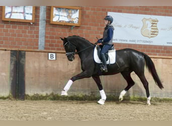 Westfale, Wallach, 3 Jahre, 169 cm, Rappe