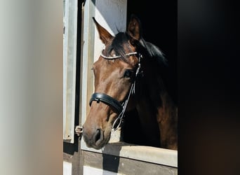Westfale, Wallach, 3 Jahre, 169 cm, Schwarzbrauner