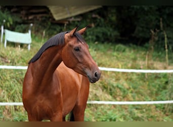 Westfale, Wallach, 3 Jahre, 170 cm, Brauner