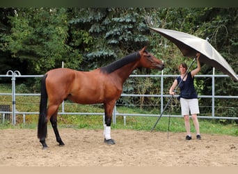 Westfale, Wallach, 3 Jahre, 170 cm, Brauner