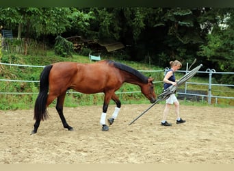 Westfale, Wallach, 3 Jahre, 170 cm, Brauner