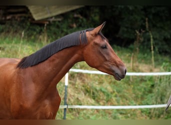 Westfale, Wallach, 3 Jahre, 170 cm, Brauner