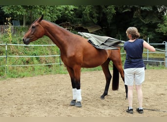 Westfale, Wallach, 3 Jahre, 170 cm, Brauner