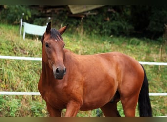 Westfale, Wallach, 3 Jahre, 170 cm, Brauner