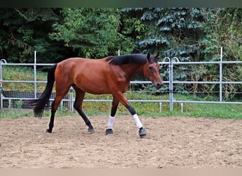 Westfale, Wallach, 3 Jahre, 170 cm, Brauner