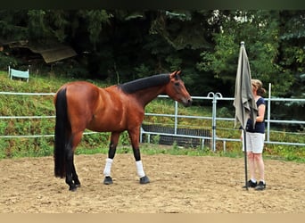 Westfale, Wallach, 3 Jahre, 170 cm, Brauner