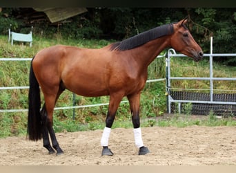 Westfale, Wallach, 3 Jahre, 170 cm, Brauner