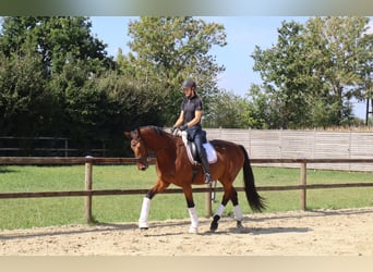 Westfale, Wallach, 3 Jahre, 170 cm, Brauner