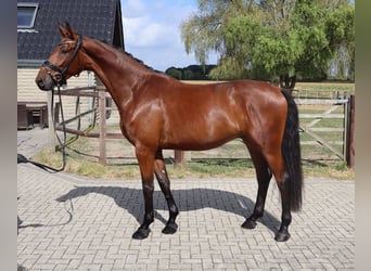 Westfale, Wallach, 3 Jahre, 170 cm, Brauner