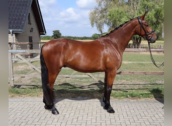 Westfale, Wallach, 3 Jahre, 170 cm, Brauner