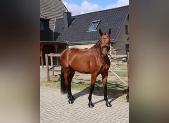 Westfale, Wallach, 3 Jahre, 170 cm, Brauner