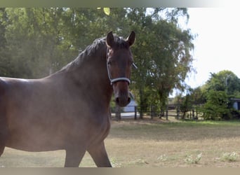 Westfale, Wallach, 3 Jahre, 170 cm, Brauner