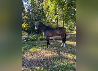 Westfale, Wallach, 3 Jahre, 170 cm, Brauner