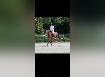 Westfale, Wallach, 3 Jahre, 170 cm, Brauner