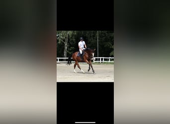 Westfale, Wallach, 3 Jahre, 170 cm, Brauner