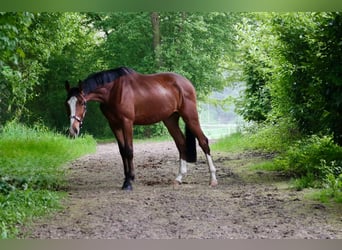 Westfale, Wallach, 3 Jahre, 170 cm, Brauner
