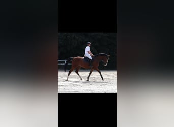 Westfale, Wallach, 3 Jahre, 170 cm, Brauner
