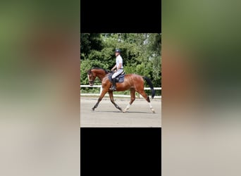 Westfale, Wallach, 3 Jahre, 170 cm, Brauner