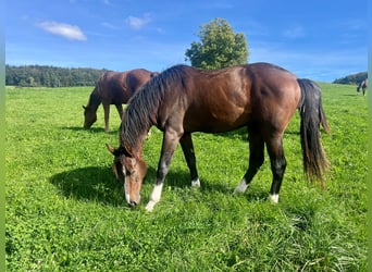 Westfale, Wallach, 3 Jahre, 170 cm, Brauner