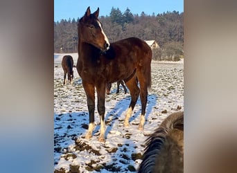 Westfale, Wallach, 3 Jahre, 170 cm, Brauner